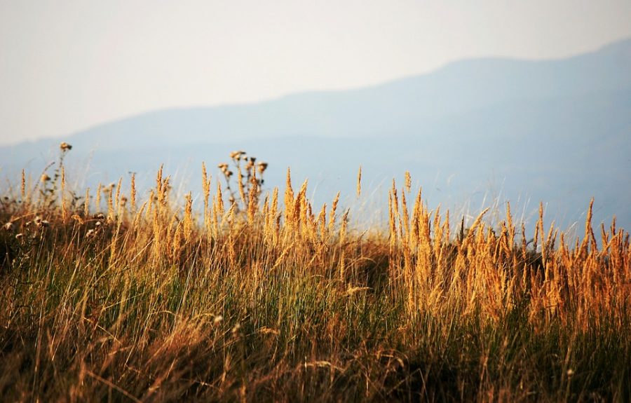 В Кемеровской области хозяева участков могут получить 10 лет за поджог травы
