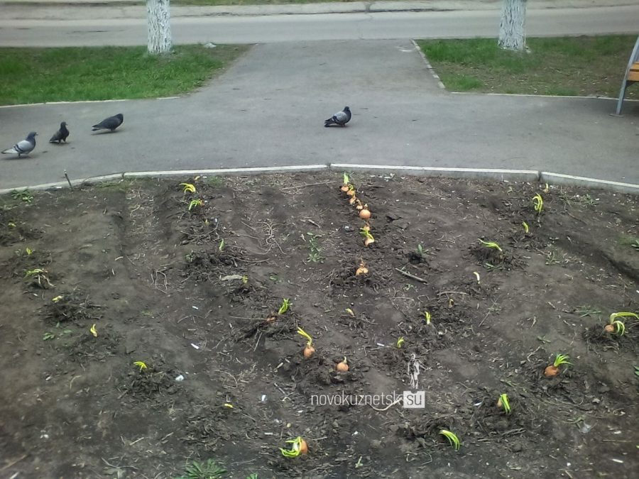В Новокузнецке вместо цветов на клумбе высадили репчатый лук