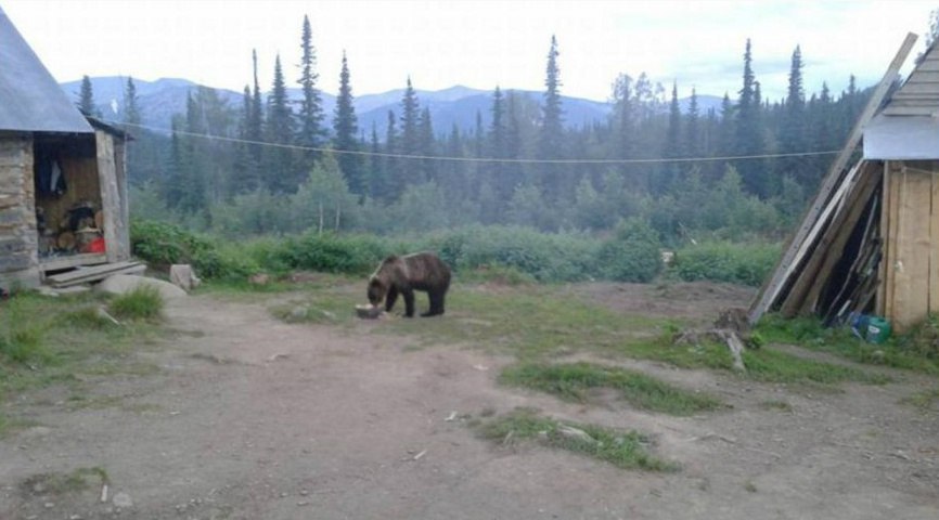 Медведь «взял в заложники» туристов на Поднебесных Зубьях