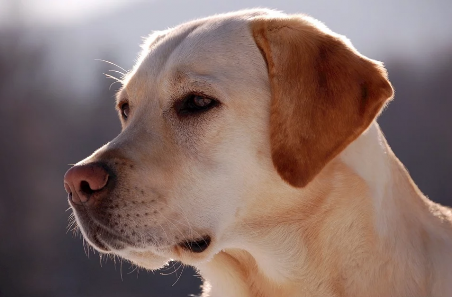 В Кузбассе собака помогла полицейским раскрыть уголовное дело