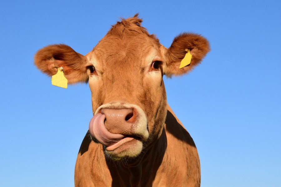 В Кузбассе у скота выявили опасную половую инфекцию