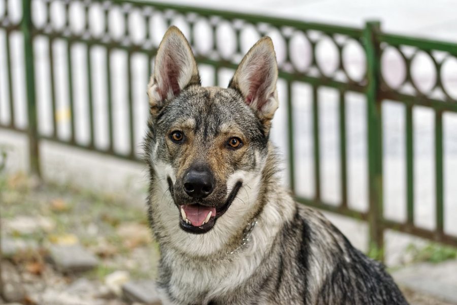 Режим ЧС, чиновники и растерзанные трупы: бродячие собаки создали панику в сибирском городе