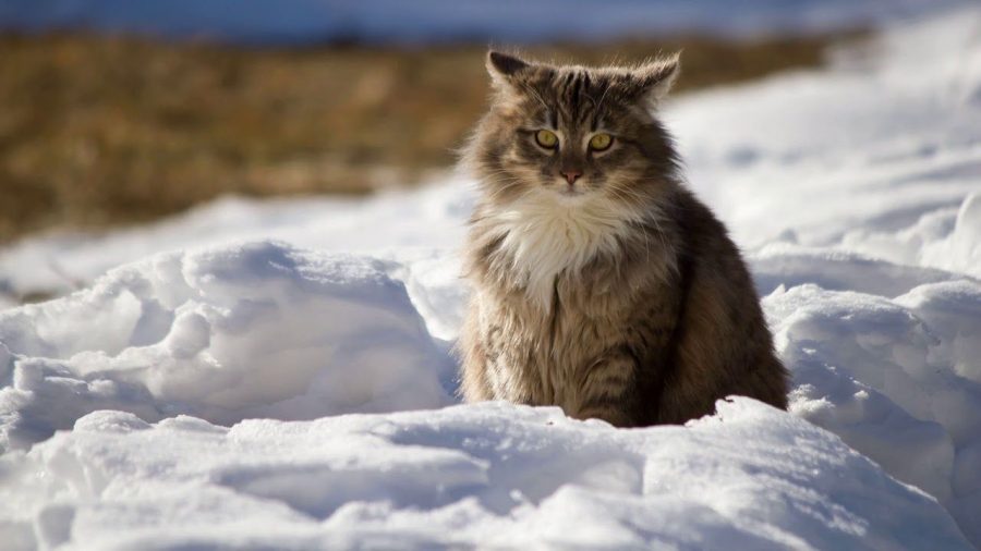 Кузбассовцы организовали операцию по спасению кота