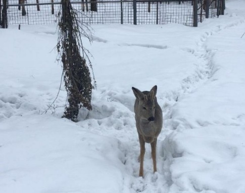 Новокузнечанин спас загнанную собаками дикую косулю