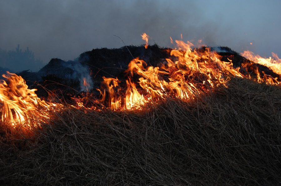 Авиалесоохрана дала прогноз по лесным пожарам в Кузбассе