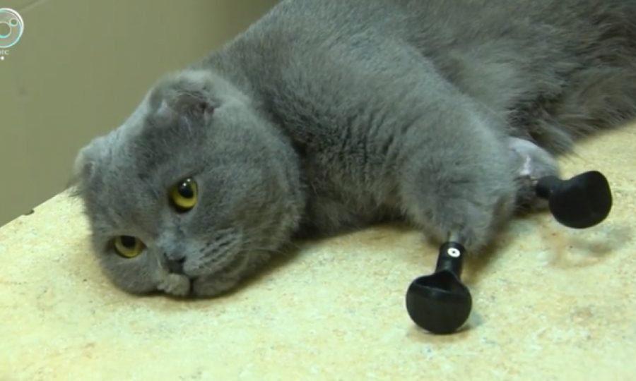 Коронавирус разлучил новокузнецкую кошку-киборга с хозяйкой