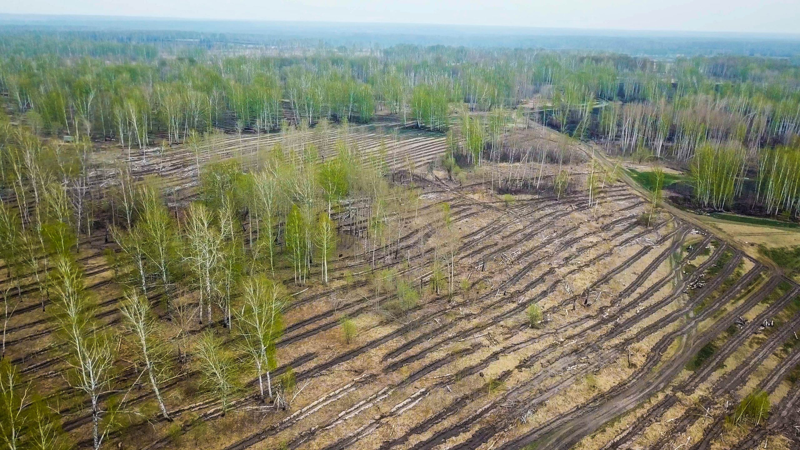 В Кемерове проходит день посадки деревьев