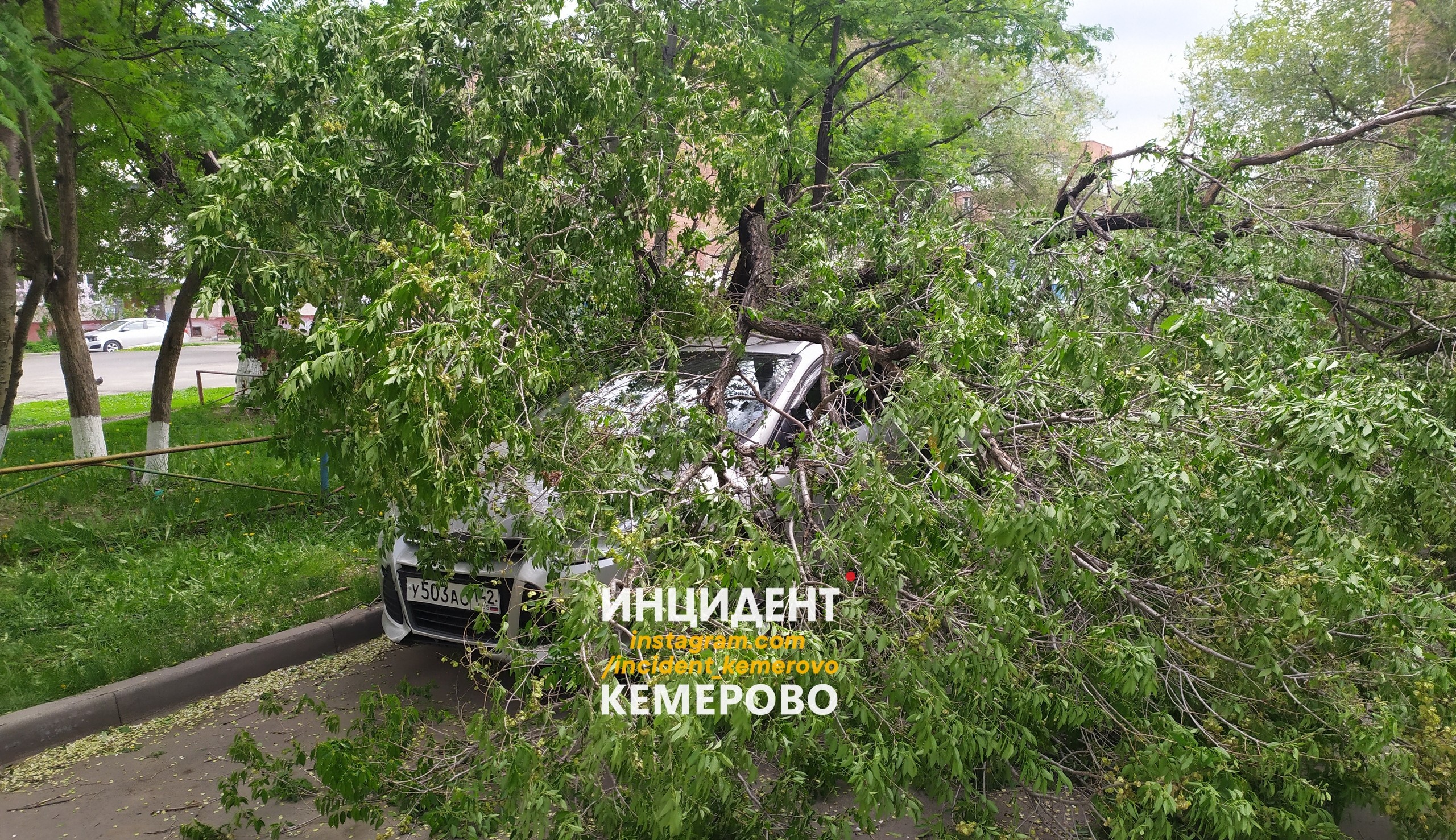 В кемеровском дворе на легковой автомобиль упало дерево