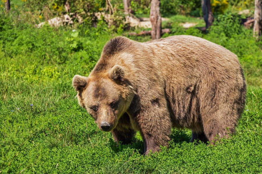 Кузбассовцы рассказывают о нападении медведя на автомобиль