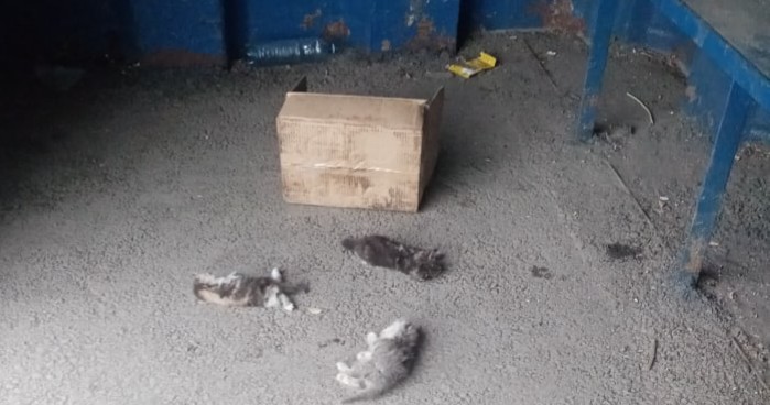 Кузбассовцы шокированы мёртвыми котятами на остановке
