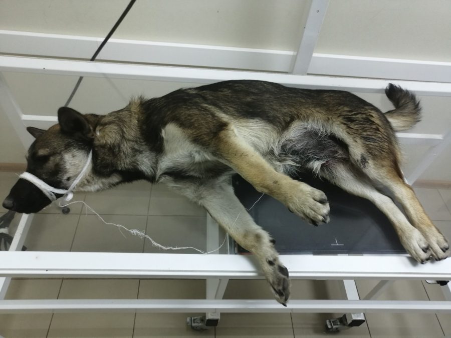 В Новокузнецке садисты скинули собаку с пятого этажа: комментарий полиции