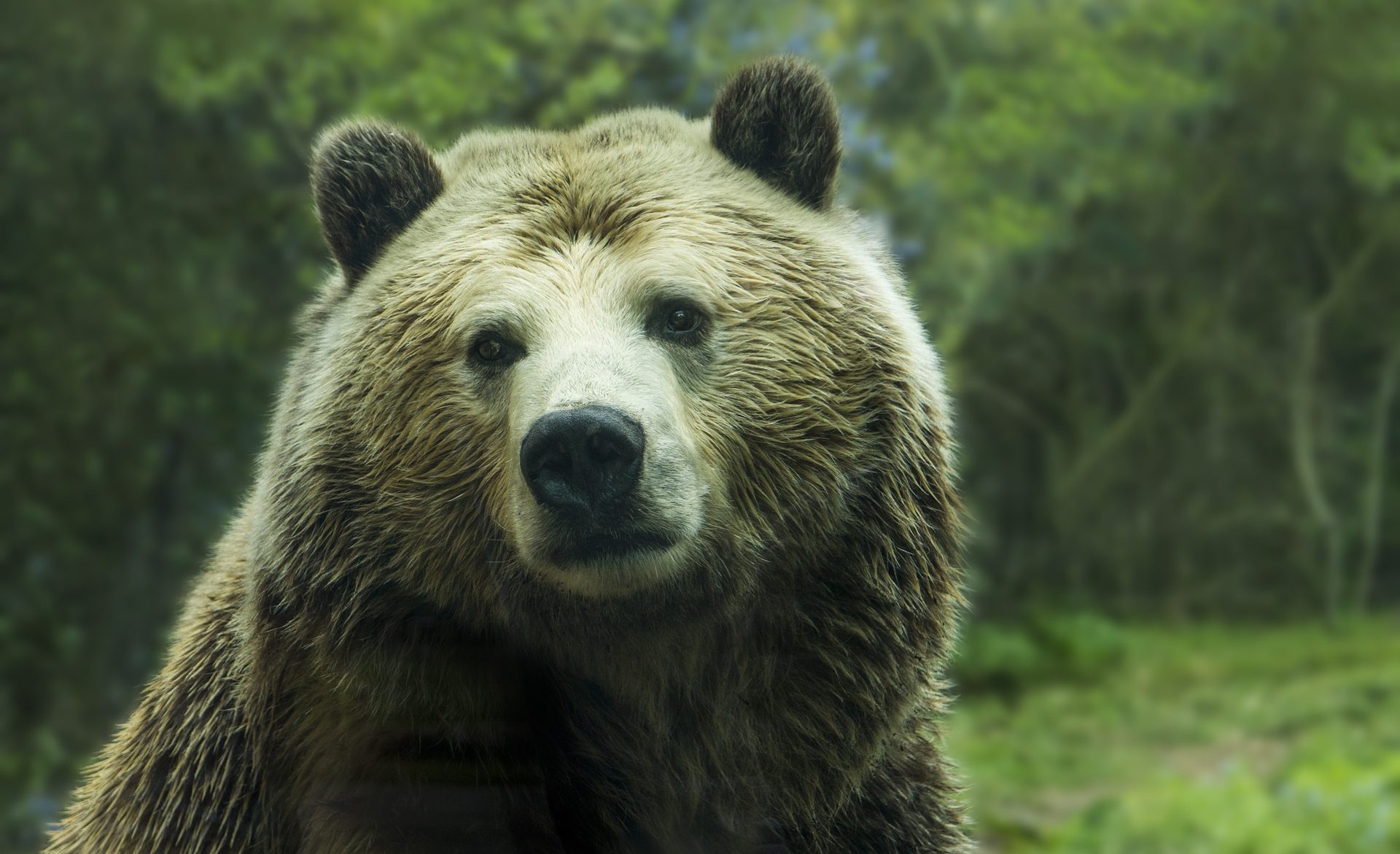 Медведь напал на фермерское хозяйство в Кузбассе