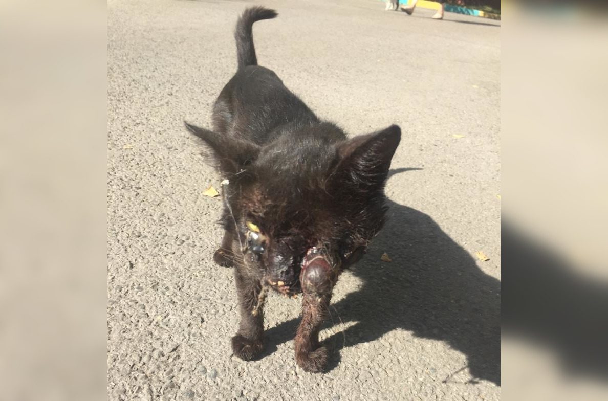 “Уже не совпадение!”: в Новокузнецке живодёры жестоко издеваются над котами