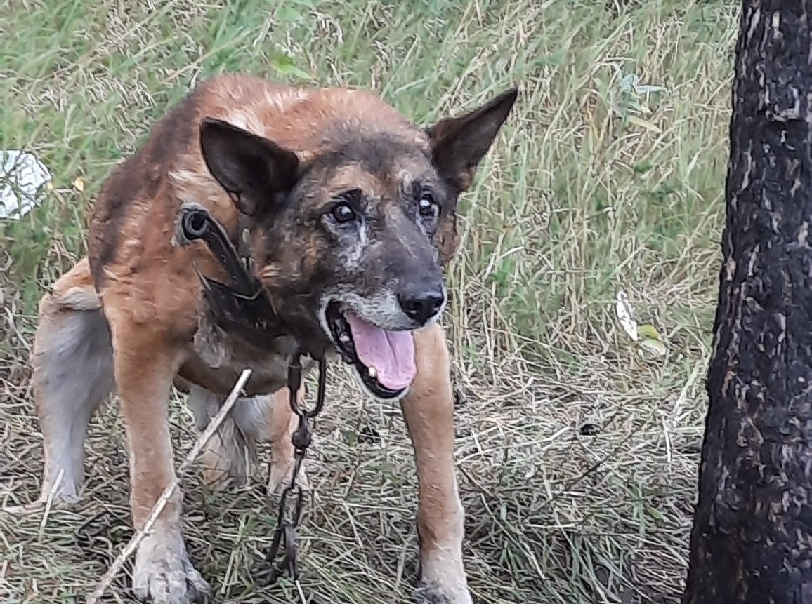 В Кузбассе живодёры оставили умирать пса в лесу