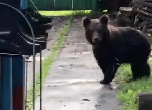 Потерявшийся медвежонок бродит по огородам кузбассовцев