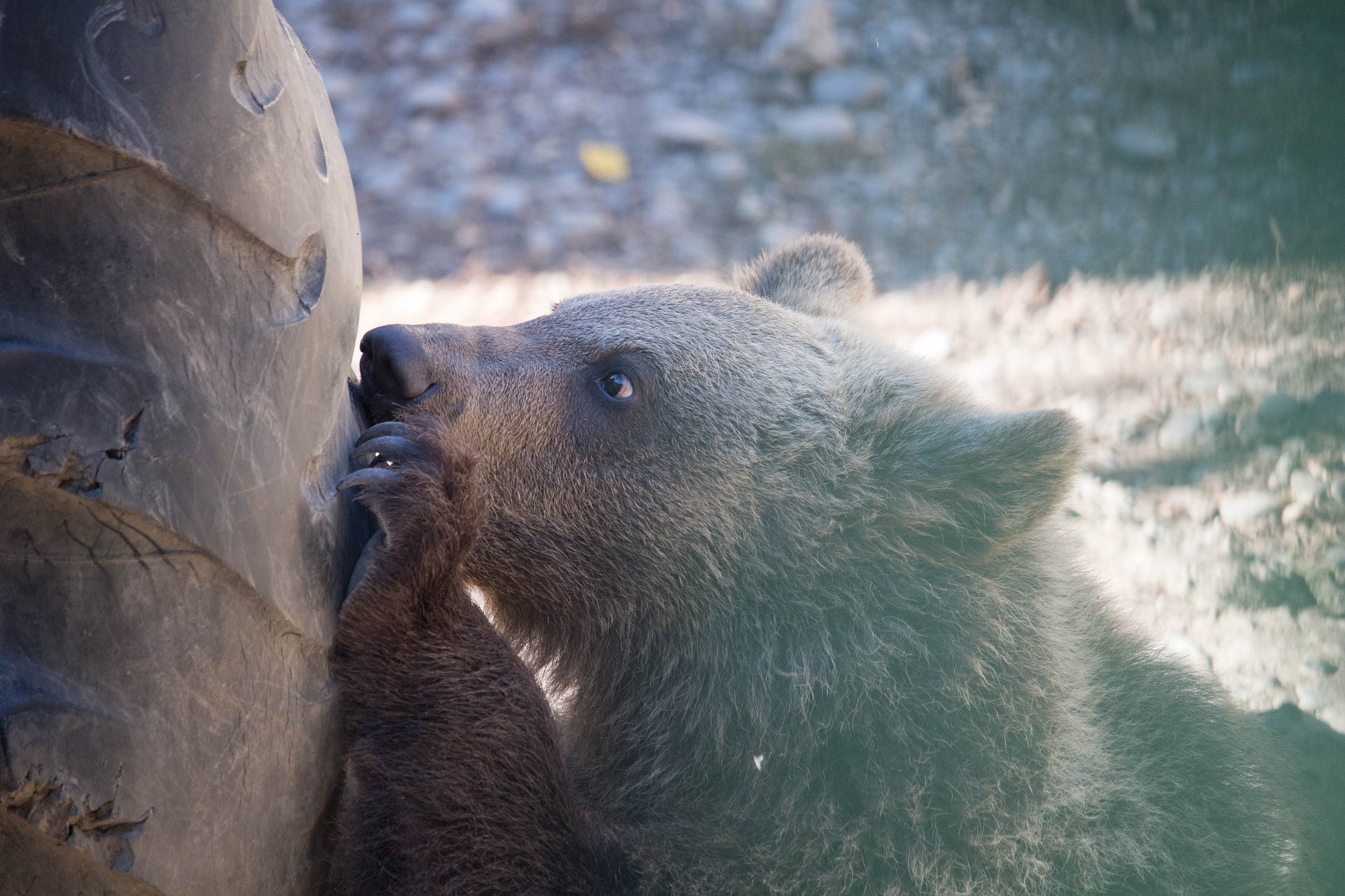 Медвежонок-сирота пришёл к дачам под Новокузнецком
