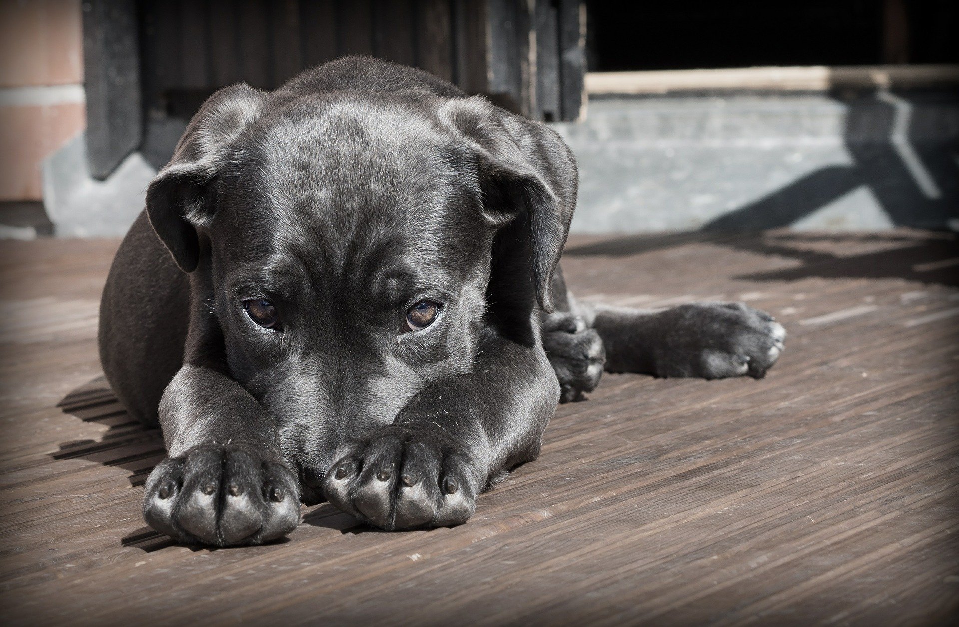 «Куда катится мир?»: в Кузбассе живодёры расстреляли щенка