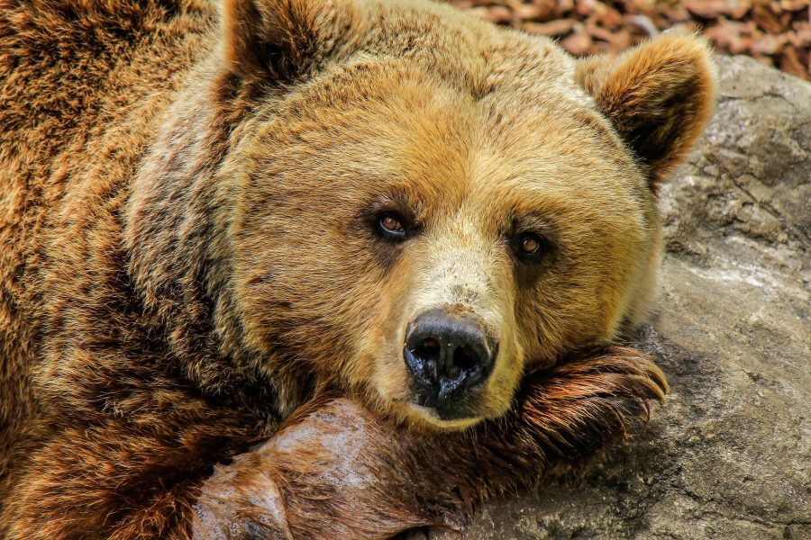 Видео: в Кузбассе медведь снова вышел к людям
