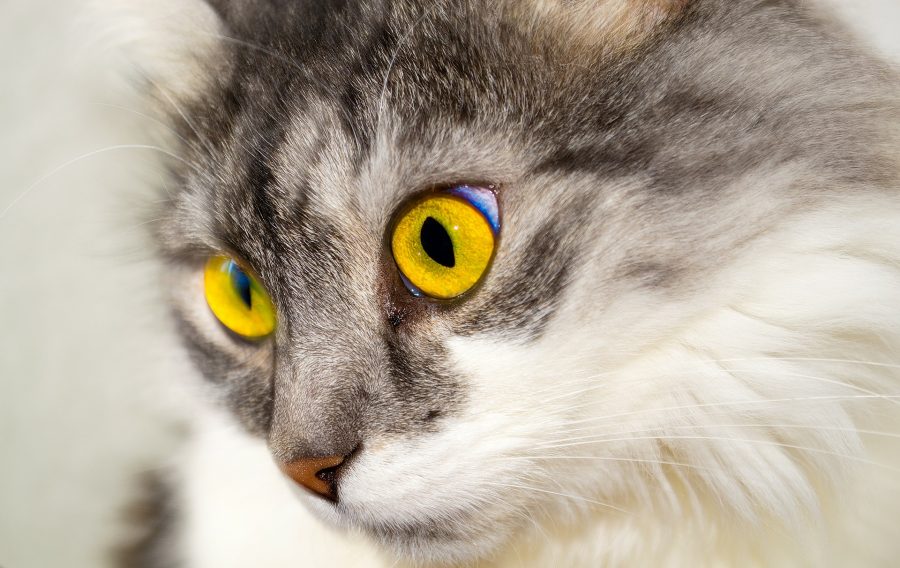 Жительница Кузбасса заподозрила у своей кошки коронавирус
