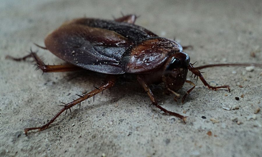 Видео: тараканы атаковали кемеровскую больницу